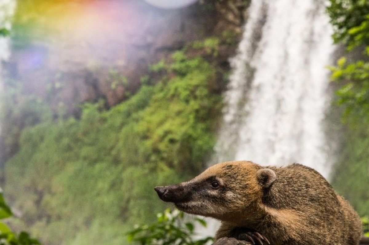 Cierran el Parque Nacional Iguazú por una protesta gremial y habrá