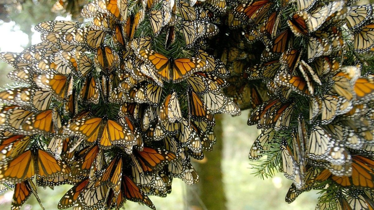 Michoacán conoce detalles sobre la temporada de mariposa monarca