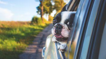 ¿Cómo viajar en auto con las mascotas? Te lo contamos... ¿Cómo viajar en auto con las mascotas? Te lo contamos...