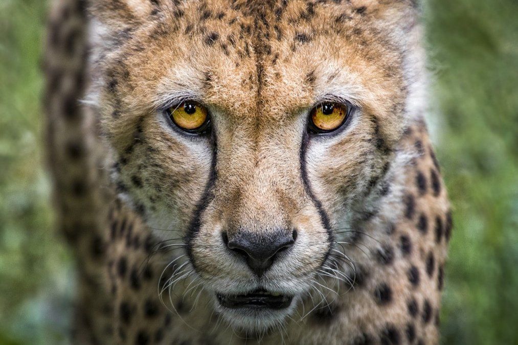 El guepardo sahariano fue avistado en Argelia.