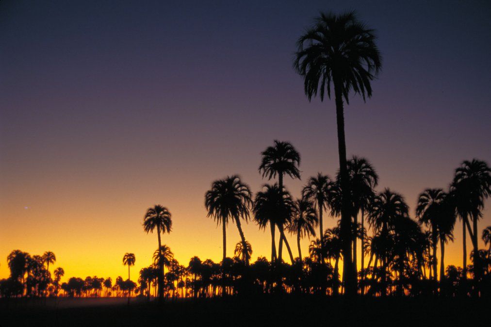 El Parque Nacional El Palmar es uno de los grandes atractivos de la región Litoral en Argentina, protagonista de la nueva entrega de Inprotur.