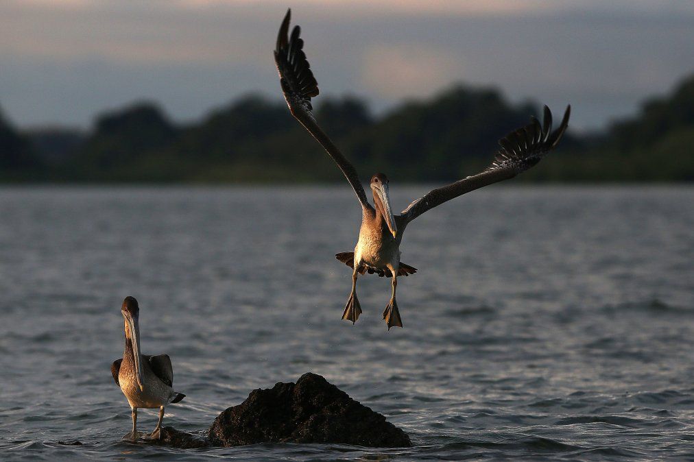 PARQUE NACIONAL NATURAL URAMBA BAHÍA MÁLAGA.