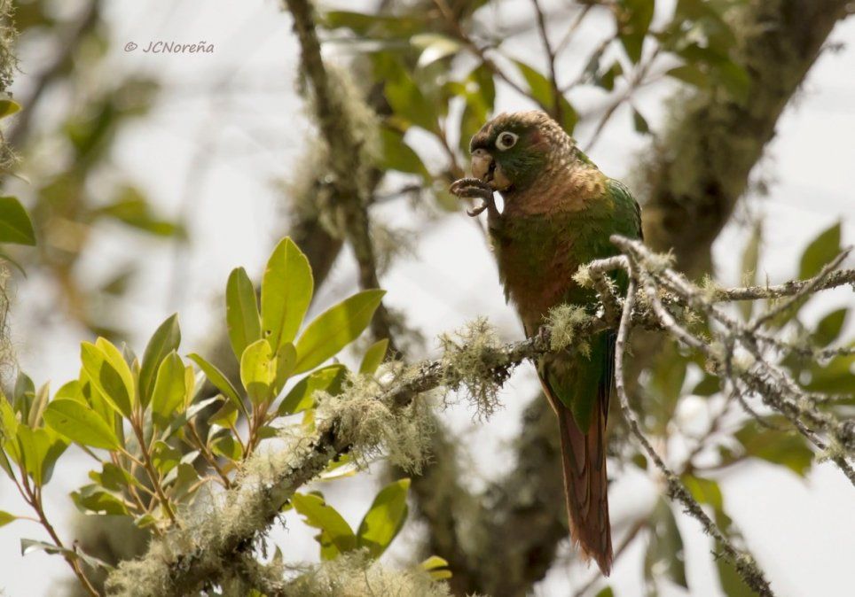 Periquito Aliamarillo.