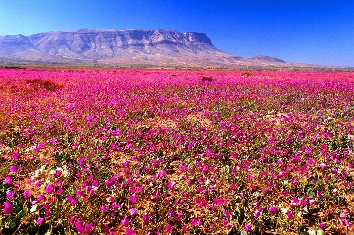 El Desierto Florido es un fenómeno único que se da en la Región de Atacama. 