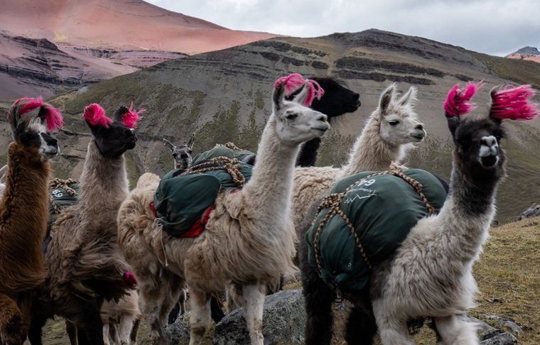 PromPerú formó una alianza con Tencent para promocionar el turismo y la alpaca peruana en China y de esta manera motivar a los viajeros.