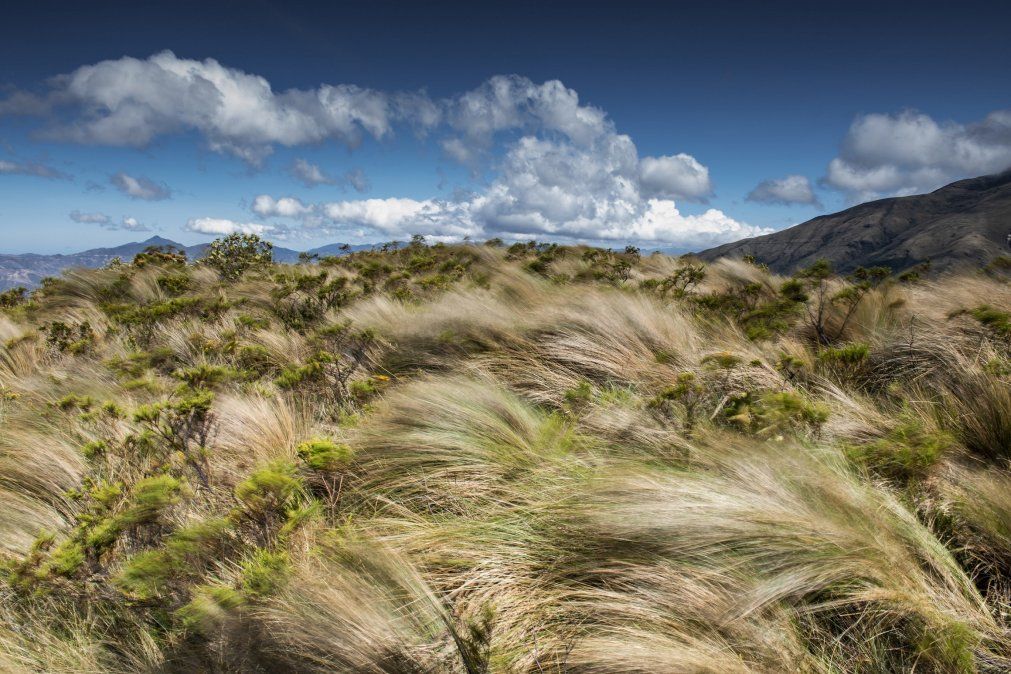El Gobierno peruano estableció el Área de Conservación Regional Páramos y Bosques Montanos de Jaén y Tabaconas.