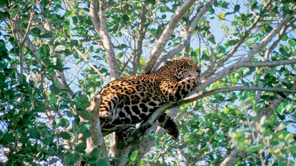 Explora la flora y fauna de la Reserva de la Biósfera Sian Ka'an en la Riviera Maya.