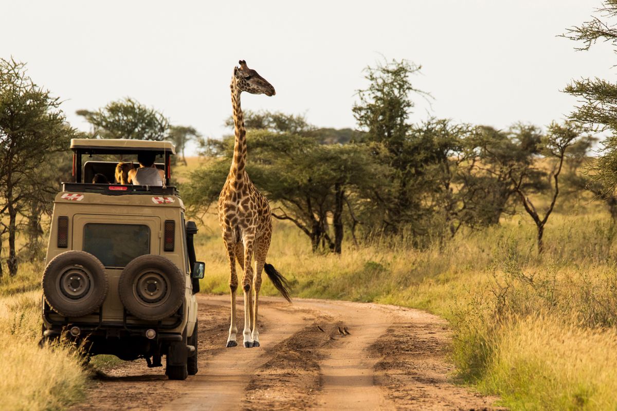Special Tours: uno de los productos destacados de la empresa es Safaris en África.