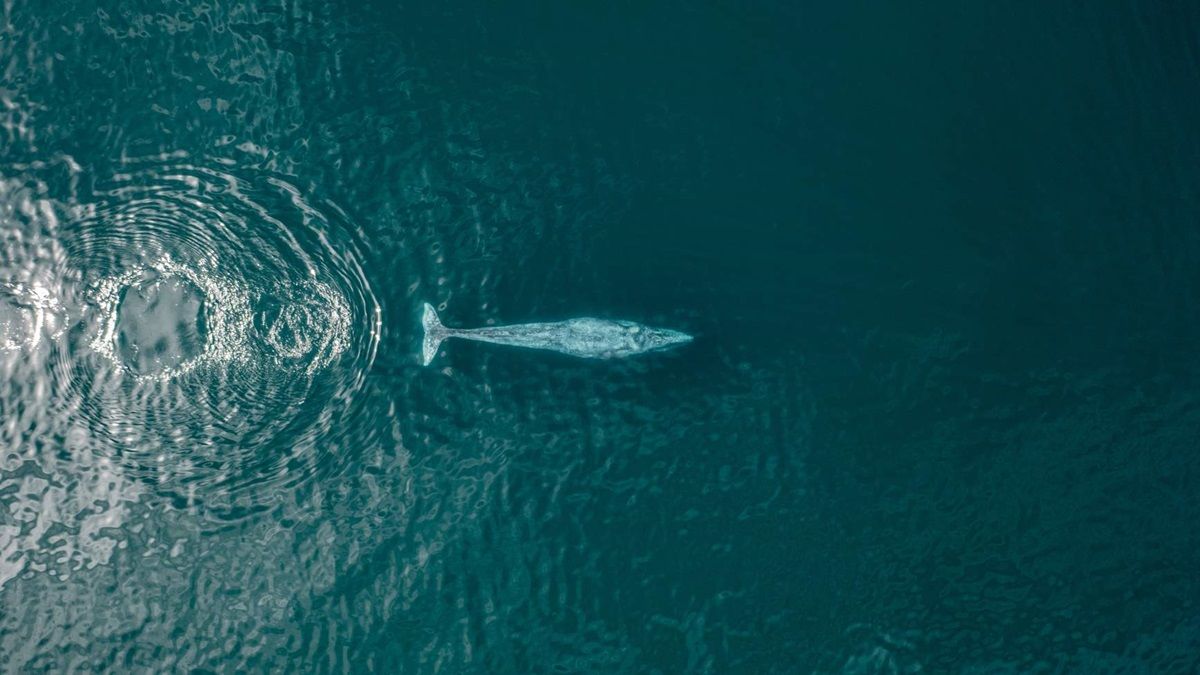 La Paz es uno de los sitios ideales para la observación de la ballena gris.