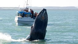 Colombia ofrece un santuario natural donde la meditación con ballenas transforma la mente y el espíritu.