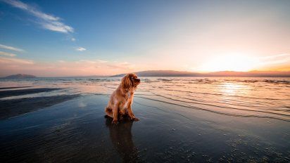 Guía con los mejores consejos para llevar tu mascota de viaje