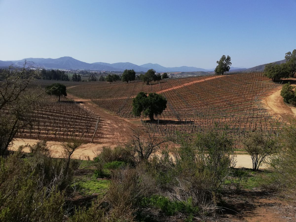 El hermoso viñedo de El Algarrobo se encuentra en el sector de Las Dichas, Valle de Casablanca.&nbsp;