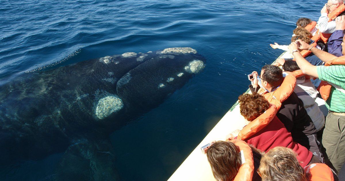 Península Valdés se encuentra a 95 km. de Puerto Madryn.
