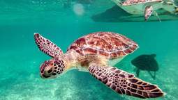 Déjate conquistar por Tortuguero, una encantadora localidad en el Caribe de Costa Rica.