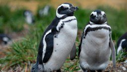 altText(Vacaciones en Península Valdés: cierre de los accesos a las pingüineras)}