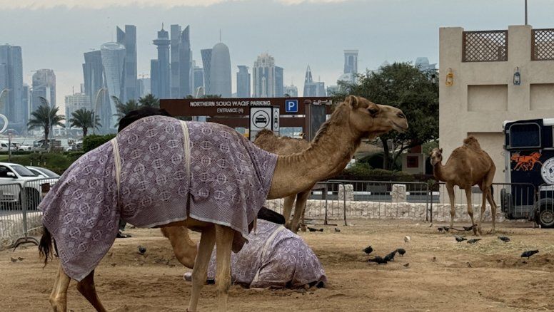 Skyline de Doha, en Qatar, detrás de un grupo de camellos.