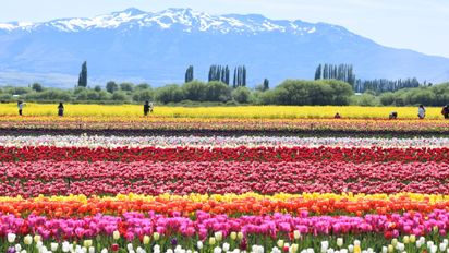 Todo lo que debés saber sobre el Campo de Tulipanes de la Patagonia que te dejará sin aliento