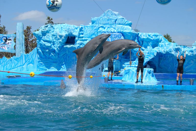 Un clásico de Mundo Marino: el show de los delfines. Un clásico de Mundo Marino: el show de los delfines.