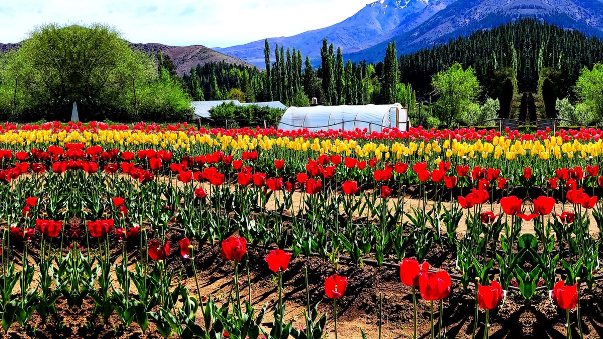 Conocido como el “Jardín del Neuquén”, Huinganco se destaca por sus tulipanes, que florecen entre octubre y noviembre.