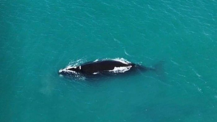 Vacaciones de invierno en Buenos Aires: en Miramar y Necochea ver una ballena ya no es una fantasía, es una posibilidad que mueve emociones.