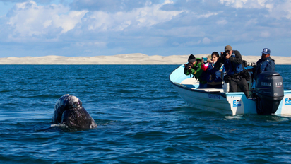 Disfruta del avistamiento de ballenas en Baja California Sur.