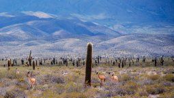 altText(Salta: ¿cuánto sale la entrada al Parque Nacional Los Cardones?)}