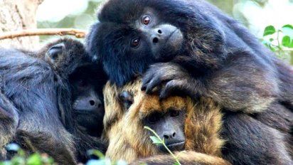 Temaikèn: ¿cuánto cuesta la entrada estas vacaciones de invierno 2022?