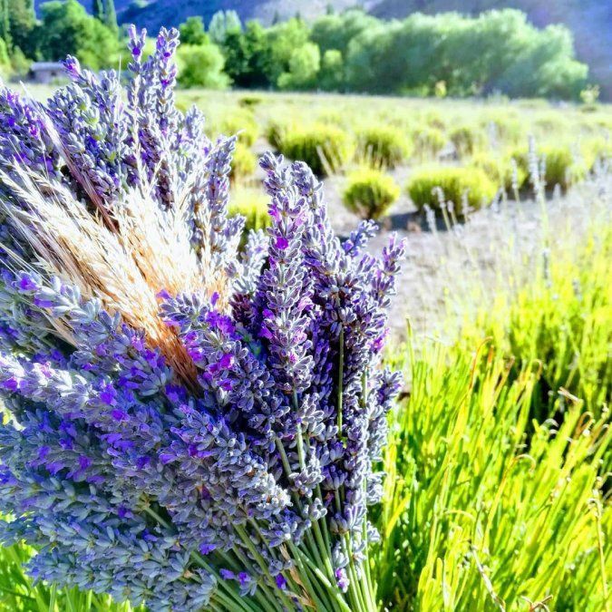 El pueblito de Villa Llanquín es un destino ideal para hacer escapadas de relax mezcladas con divertidas actividades.