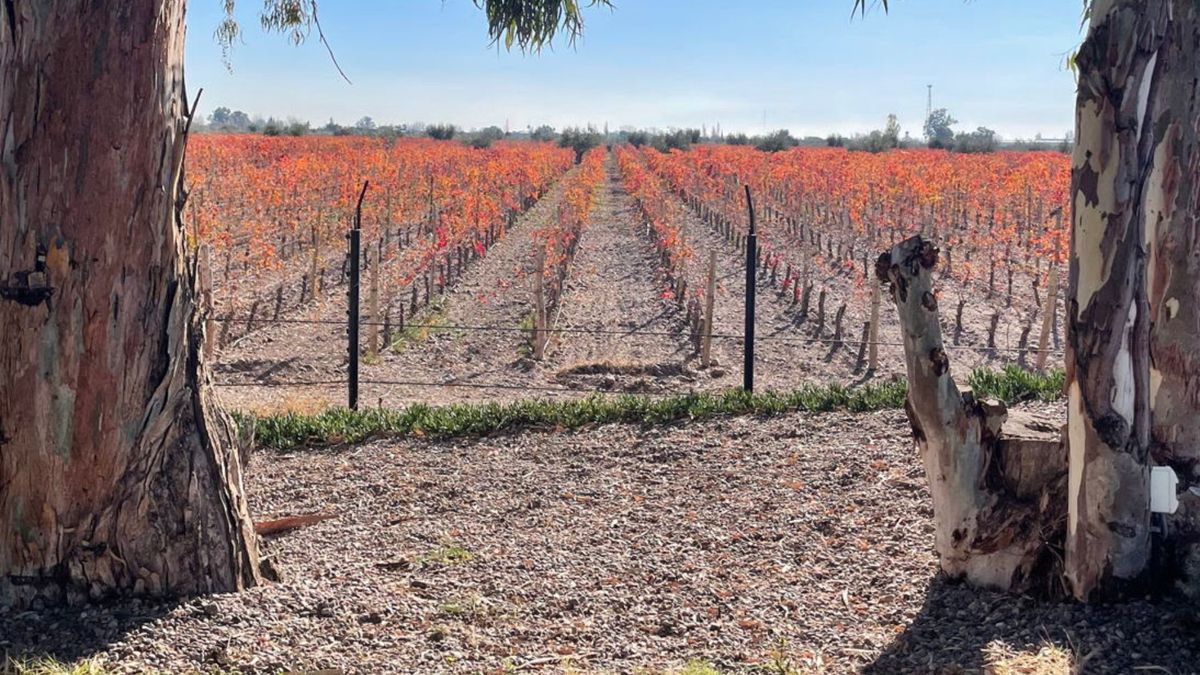 La Obra Salesiana Don Bosco, en Mendoza, es la bodega más antigua de Argentina