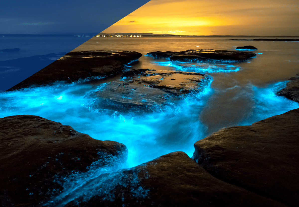 Disfruta en las playas de Oaxaca del espectáculo natural de la bioluminiscencia.&nbsp;