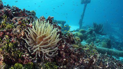 Curazao fue nombrado una vez más como uno de los mejores destinos de buceo en el Caribe y el Atlántico.