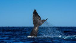 altText( Cuánto cuesta la entrada a Puerto Pirámides en Chubut)}