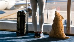 Cómo tramitar el Certificado Zoosanitario para Viajar con mascotas desde Ecuador.&nbsp;