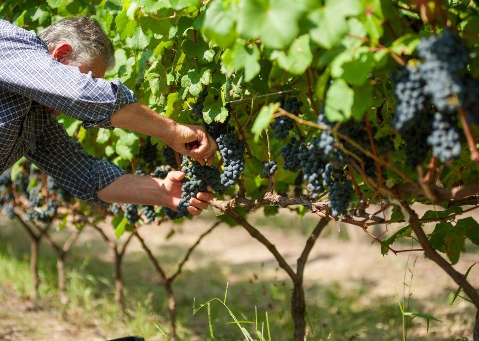 Los viñedos y bodegas de Concordia son una experiencia imperdible. 
