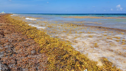 Si visitas la Riviera Maya estas vacaciones de verano toma precauciones con el sargazo.