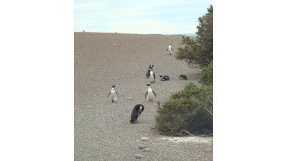Pinguinos en Punta Tombo