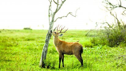 Iberá: los safaris también se hacen en Argentina