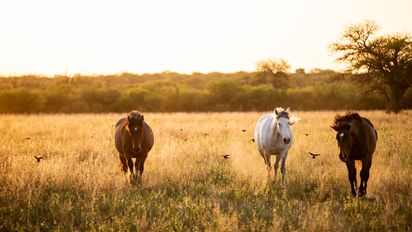 La Pampa: turismo rural tras la huella de la trashumancia en el corredor 