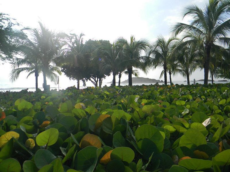 En la Riviera los atractivos que se destacan son las playas y la diversidad de la vegetación.