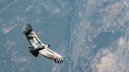 Río Negro: liberan 2 cóndores andinos en Sierra Pailemán