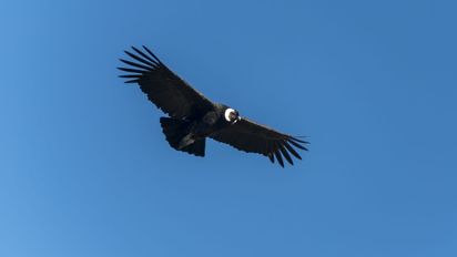 La Municipalidad de San José de Maipo desarrollará trabajos resguardar los efectos de los turistas en el ecosistema y la biodiversidad del Mirador de Cóndores.
