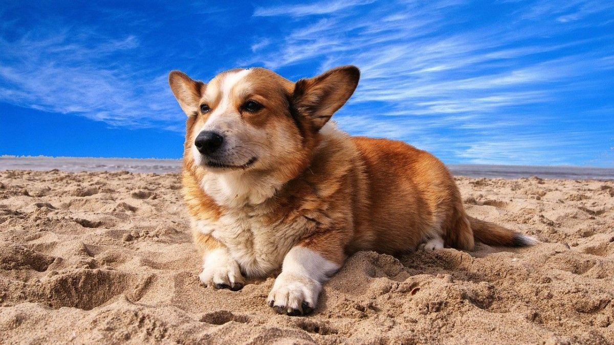 Vacaciones con mascotas: para poder viajar en trenes o en micro tanto los pasajeros como los empresas deber&aacute;n cumplir con ciertos requerimientos.&nbsp;