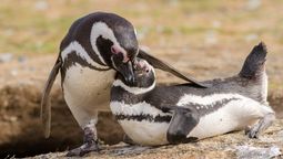 Descubre la mágica aventura de conocer los pingüinos magallánicos en Punta Arenas