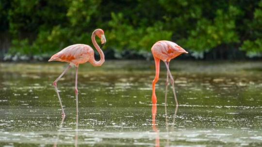 Estas escapadas desde Mérida lograrán que te enamores de Yucatán.