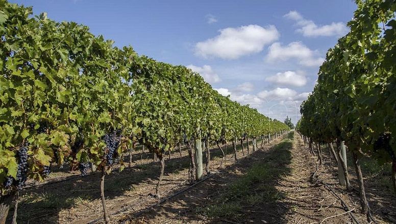 La Pampa tiene más de 25 bodegas en desarrollo.