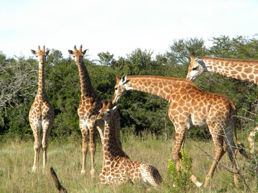 El exotismo de África con Global Explorer.