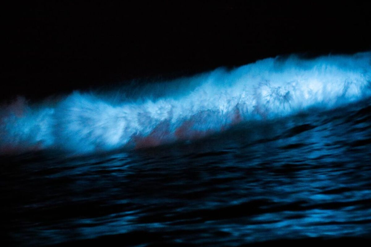 La bioluminiscencia depende de varios factores la fase de la luna puede aumentar las posibilidades (luna nueva) o disminuir las posibilidades (luna llena) de ver la bioluminiscencia.
