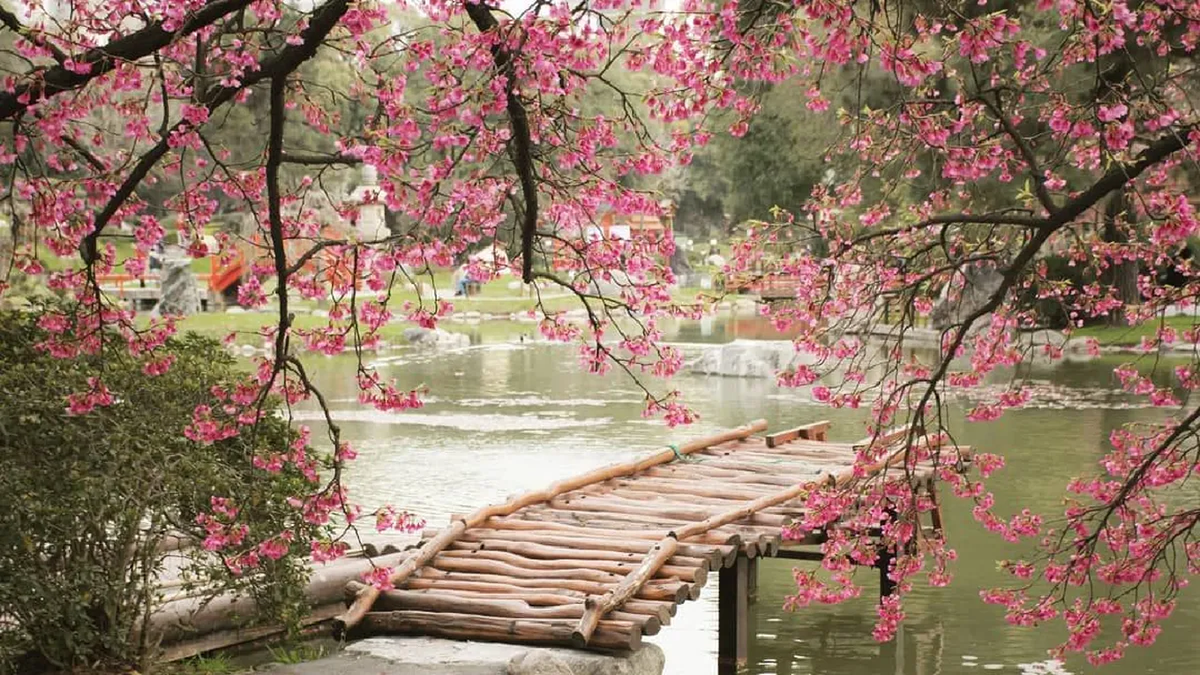 Descubrí cuándo podrás visitar los cerezos del Jardín Japonés de Palermo.