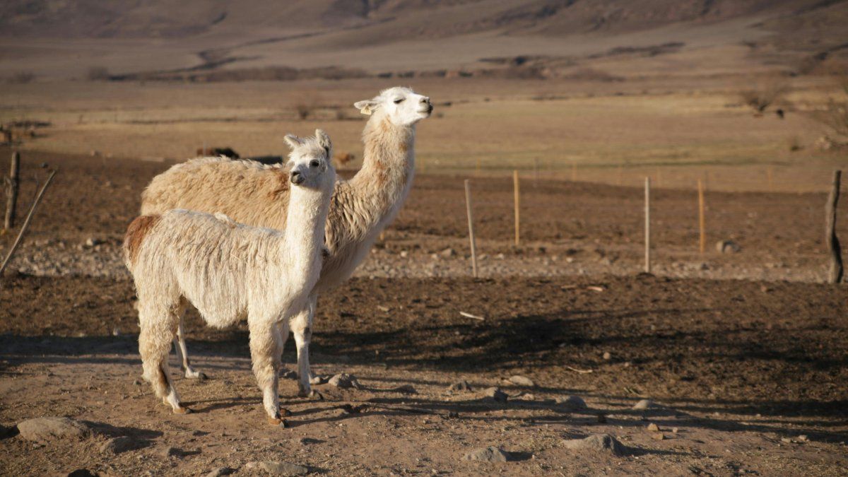 Escapadas al Norte de Argentina: la operadora mayorista RolSol invita de disfrutar 5 días de Salta y Tucumán. 