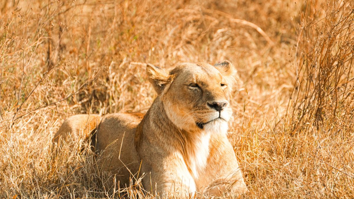 Vacaciones en África: este viaje permite disfrutar el lado más salvaje de Kenia y Tanzania y la tranquilidad de Zanzíbar.